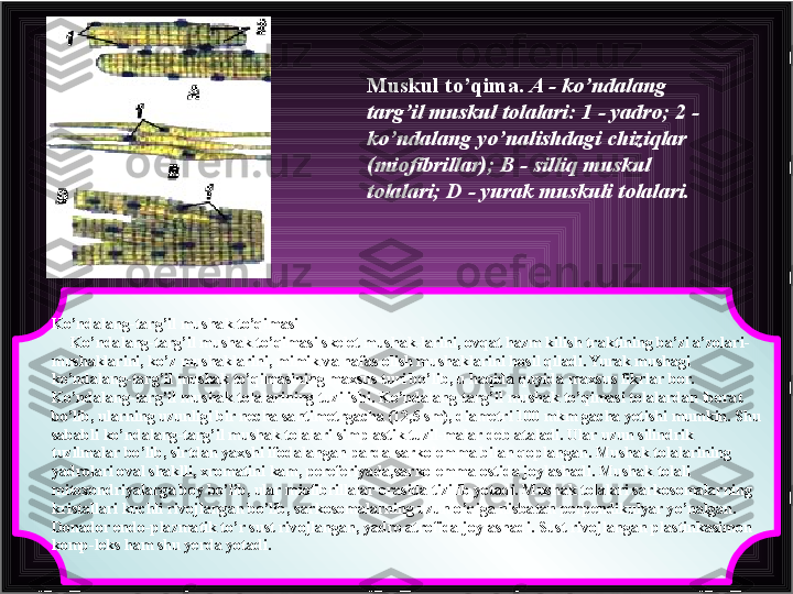 Ko’ndalang-targ’il mushak to’qimasi
      Ko’ndalang-targ’il mushak to’qimasi skelet mushak-larini, ovqat hazm kilish traktining ba’zi a’zolari-
mushaklarini, ko’z mushaklarini, mimik va nafas olish mushaklarini hosil qiladi. Yurak mushagi 
ko’ndalang-targ’il mushak to’qimasining maxsus turi bo’lib, u haqida quyida maxsus fikrlar bor.
Ko’ndalang-targ’il mushak tolalarining tuzilishi. Ko’ndalang-targ’il mushak to’qimasi tolalardan iborat 
bo’lib, ularning uzunligi bir necha santimetrgacha (12,5 sm), diametri 100 mkm gacha yetishi mumkin. Shu 
sababli ko’ndalang-targ’il mushak tolalari simplastik tuzil-malar deb ataladi. Ular uzun silindrik 
tuzilmalar bo’lib, sirtdan yaxshi ifodalangan parda-sarkolemma bilan qoplangan. Mushak tolalarining 
yadrolari oval shaklli, xromatini kam, pereferiyada,sarkolemma ostida joylashadi. Mushak tolali 
mitoxondriyalarga boy bo’lib, ular miofibrillalar orasida tizilib yotadi. Mushak tolalari sarkosomalarning 
kristallari kuchli rivojlangan bo’lib, sarkosomalarning uzun o’qiga nisbatan perpendikulyar yo’nalgan. 
Donador endo-plazmatik to’r sust rivojlangan, yadro atrofida joylashadi. Sust rivojlangan plastinkasimon 
komp-leks ham shu yerda yotadi. Muskul to’qima.  A - ko’ndalang 
targ’il muskul tolalari: 1 - yadro; 2 - 
ko’ndalang yo’nalishdagi chiziqlar 
(miofibrillar); В - silliq muskul 
tolalari; D - yurak muskuli tolalari.   