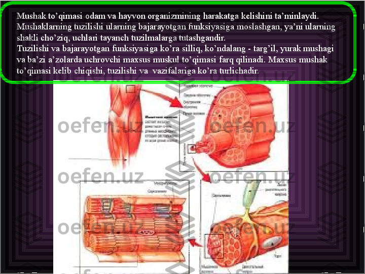 Mushak to’qimasi odam va hayvon organizmining harakatga kelishini ta’minlaydi. 
Mushaklarning tuzilishi ularning bajarayotgan funksiyasiga moslashgan, ya’ni ularning 
shakli cho’ziq, uchlari tayanch tuzilmalarga tutashgandir.
Тuzilishi va bajarayotgan funksiyasiga ko’ra silliq, ko’ndalang - targ’il, yurak mushagi 
va ba’zi a’zolarda uchrovchi maxsus muskul to’qimasi farq qilinadi. Maxsus mushak 
to’qimasi kelib chiqishi, tuzilishi va  vazifalariga ko’ra turlichadir.  