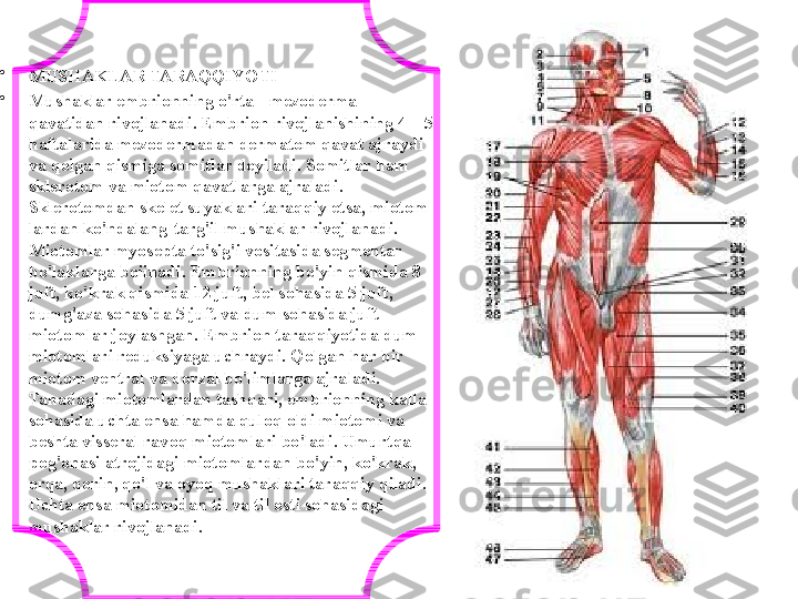 
•
MUSHAKLAR TARAQQIYOTI
•
Mushaklar embrionning o'rta - mezoderma 
qavatidan rivojlanadi. Embrion rivojlanishining 4—5 
haftalarida mezodermadan dermatom qavat ajraydi 
va qolgan qismiga somitlar deyiladi. Somitlar ham 
sklerotom va miotom qavatlarga ajraladi. 
Sklerotomdan skelet suyaklari taraqqiy etsa, miotom 
lardan ko'ndalang-targ'il mushaklar rivojlanadi. 
Miotomlar myosepta to'sig'i vositasida segmentar 
bo'laklarga boiinadi. Embrionning bo'yin qismida 8 
juft, ko'krak qismida 12 juft, bel sohasida 5 juft, 
dumg'aza sohasida 5 juft va dum sohasida juft 
miotomlar joylashgan.  Embrion taraqqiyotida dum 
miotomlari reduksiyaga uchraydi. Qolgan har bir 
miotom ventral va dorzal bo'limlarga ajraladi. 
Tanadagi miotomlardan tashqari, embrionning kalla 
sohasida uchta ensa hamda quloq oldi miotomi va 
beshta visseral ravoq miotomlari bo'ladi. Umurtqa 
pog'onasi atrojidagi miotomlardan bo'yin, ko'krak, 
orqa, qorin, qo'l va oyoq mushaklari taraqqiy qiladi. 
Uchta ensa miotomidan til va til osti sohasidagi 
mushaklar rivojlanadi. 