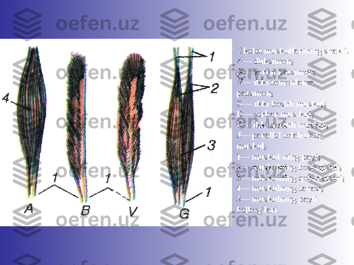   Skelet muskullarining shakli.
A— duksimon; 
B— yarim patsimon; 
V— ikki tomonlama 
patsimon; 
G— ikki boshli muskul; 
D— serbar mus-kul; 
E— ikki qorinli muskul; 
J— pa rallel tolali uzun 
muskul; 
1— muskul-ning payi; 
2— muskulning bosh qismi; 
3— muskulning qorin qismi; 
4— mus	
 kulning tanasi; 
5— muskulning payli 
belbog'lari. 