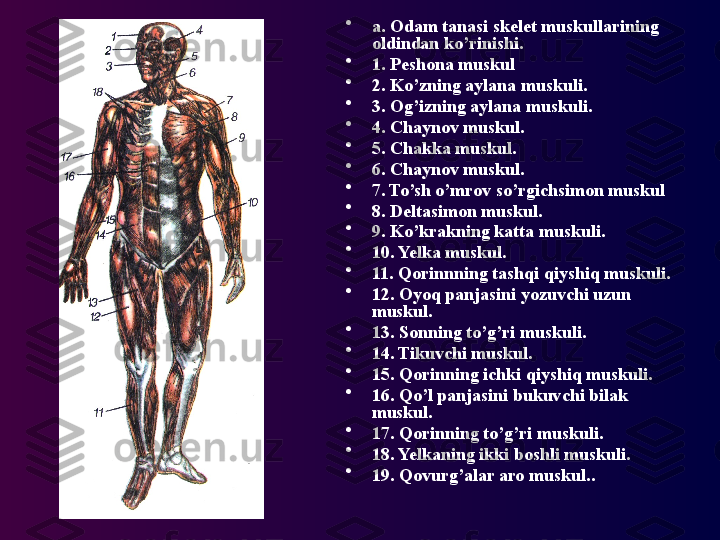 •
a. Odam tanasi skelet muskullarining 
oldindan ko’rinishi.
•
1. Peshona muskul
•
2. Ko’zning aylana muskuli.
•
3. Og’izning aylana muskuli.
•
4. Chaynov muskul.
•
5. Chakka muskul.
•
6. Chaynov muskul.
•
7. To’sh o’mrov so’rgichsimon muskul
•
8. Deltasimon muskul.
•
9. Ko’krakning katta muskuli.
•
10. Yelka muskul.
•
11. Qorinnning tashqi qiyshiq muskuli.
•
12. Oyoq panjasini yozuvchi uzun 
muskul.
•
13. Sonning to’g’ri muskuli.
•
14. Tikuvchi muskul.
•
15. Qorinning ichki qiyshiq muskuli.
•
16. Qo’l panjasini bukuvchi bilak 
muskul.
•
17. Qorinning to’g’ri muskuli.
•
18. Yelkaning ikki boshli muskuli.
•
19. Qovurg’alar aro muskul. . 