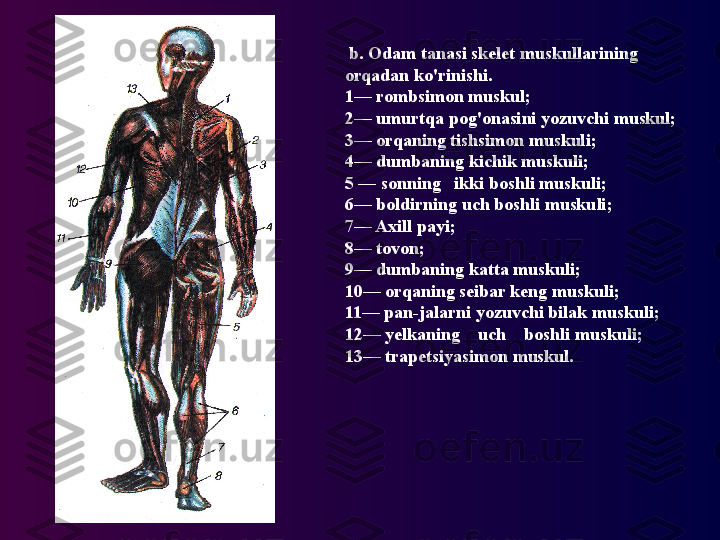   b. Odam tanasi skelet muskullarining 
orqadan ko'rinishi.
1— rombsimon muskul; 
2— umurtqa pog'onasini yozuvchi muskul; 
3— orqaning tishsimon muskuli;
4— dumbaning kichik muskuli;    
5 — sonning   ikki boshli muskuli;
6— boldirning uch boshli muskuli; 
7— Axill payi; 
8— tovon; 
9— dumbaning katta muskuli; 
10— orqaning seibar keng muskuli; 
11— pan-jalarni yozuvchi bilak muskuli; 
12— yelkaning    uch    boshli muskuli;   
13— trapetsiyasimon muskul. 