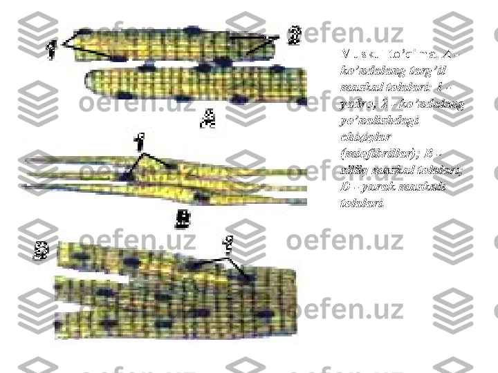 Muskul to’qima.  A - 
ko’ndalang targ’il 
muskul tolalari: 1 - 
yadro; 2 - ko’ndalang 
yo’nalishdagi 
chiziqlar 
(miofibrillar); В - 
silliq muskul tolalari; 
D - yurak muskuli 
tolalari.   