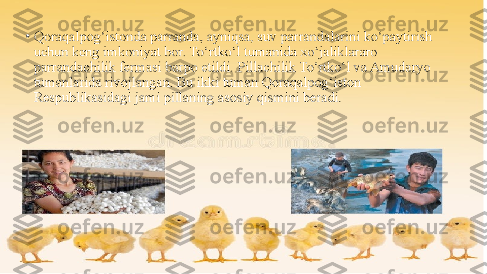 •
Qoraqalpog‘istonda parranda, ayniqsa, suv parrandalarini ko‘paytirish 
uchun keng imkoniyat bor. To‘rtko‘l tumanida xo‘jaliklararo 
parrandachilik fermasi barpo etildi. Pillachilik To‘rtko‘l va Amudaryo 
tumanlarida rivojlangan. Bu ikki tuman Qoraqalpog‘iston 
Respublikasidagi jami pillaning asosiy qismini beradi. 