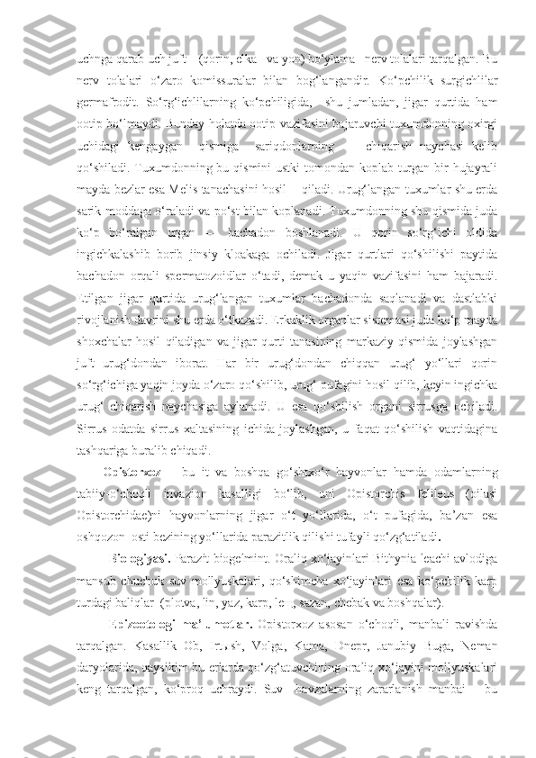 uchnga qarab uch juft    (qorin, elka   va yon) bo‘ylama   nerv tolalari tarqalgan. Bu
nerv   tolalari   o‘zaro   komissuralar   bilan   bog‘langandir.   K o‘pchili k   surgichlilar
germafrodit.   So‘rg‘ichlilarning   ko‘pchiligida,     shu   jumladan,   jigar   qurtida   ham
ootip bo‘lmaydi. Bunday holatda ootip vazifasini bajaruvchi tuxumdonning oxirgi
uchidagi   kengaygan     qismiga     sariqdonlarning         chiqarish   naychasi   kelib
qo‘shiladi. Tuxumdonning bu qismini  ustki  tomondan koplab turgan bir hujayrali
mayda bezlar esa Melis tanachasini hosil       qiladi. Urug‘langan tuxumlar shu erda
sarik moddaga o‘raladi va po‘st bilan koplanadi. Tuxumdonning shu qismida juda
ko‘p   bo‘ralgan   organ   —   bachadon   boshlanadi.   U   qorin   so‘rg‘ichi   oldida
ingichkalashib   borib   jinsiy   kloakaga   ochiladi.   Jigar   qurtlari   qo‘shilishi   paytida
bachadon   orqali   spermatozoidlar   o‘tadi,   demak   u   yaqin   vazifasini   ham   bajaradi.
Etilgan   jigar   qurtida   urug‘langan   tuxumlar   bachadonda   saqlanadi   va   dastlabki
rivojlanish davrini shu erda o‘tkazadi. Erkaklik organlar sistemasi juda ko‘p mayda
shoxchalar   hosil   qiladigan   va   jigar   qurti   tanasining   markaziy   qismida   joylashgan
juft   urug‘dondan   iborat.   Har   bir   urug‘dondan   chiqqan   urug‘   yo‘llari   qorin
so‘rg‘ichiga yaqin joyda o‘zaro qo‘shilib, urug‘ pufagini hosil qilib, keyin ingichka
urug‘   chiqarish   naychasiga   aylanadi.   U   esa   qo‘shilish   organi   sirrusga   ochiladi.
Sirrus   odatda   sirrus   xaltasining   ichida   joylashgan,   u   faqat   qo‘shilish   vaqtidagina
tashqariga buralib chiqadi.
Opistorxoz   –   bu   it   va   boshqa   go‘shtxo‘r   hayvonlar   hamda   odamlarning
tabiiy-o‘choqli   invazion   kasalligi   bo‘lib,   uni   Opistorchis   felileus   (oilasi
Opistorchidae)ni   hayvonlarning   jigar   o‘t   yo‘llarida,   o‘t   pufagida,   ba’zan   esa
oshqozon  osti bezining yo‘llarida parazitlik qilishi tufayli qo‘zg‘atiladi .
Biologiyasi.  Parazit biogelmint. Oraliq xo‘jayinlari Bithynia leachi avlodiga
mansub   chuchuk   suv   mollyuskalari,   qo‘shimcha   xo‘jayinlari   esa   ko‘pchilik   karp
turdagi baliqlar  (plotva, lin, yaz, karp, leщ, sazan, chebak va boshqalar).
E pizootologi   ma’lumotlar.   Opistorxoz   asosan   o‘choqli,   manbali   ravishda
tarqalgan.   Kasallik   Ob,   Irtыsh,   Volga,   Kama,   Dnepr,   Janubiy   Buga,   Neman
daryolarida, qaysikim bu erlarda qo‘zg‘atuvchining oraliq xo‘jayini mollyuskalari
keng   tarqalgan,   ko‘proq   uchraydi.   Suv     havzalarning   zararlanish   manbai   –   bu 