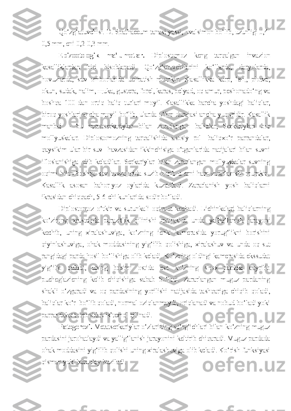 Qo‘zg‘atuvchisi. D. Spathaceum  tanasi yassi, ovalsimon bo‘lib, uzunligi 0,4-
0,5 mm, eni 0,2-0,3 mm. 
Epizootologik   ma’lumotlar.   Diplostomoz   keng   tarqalgan   invazion
kasalliklardan   biri   hisoblanadi.   Qo‘zg‘atuvchilarini   ko‘llarda,   daryolarda,
hovuzlarda,   suv   omborlarida   uchratish   mumkin.   Kasallikka   karp,   leщ,   plotva,
okun, sudak, nalim, щuka, gustera, forel, karas, pelyad, oq amur, peshonado‘ng va
boshqa   100   dan   ortiq   baliq   turlari   moyil.   Kasallikka   barcha   yoshdagi   baliqlar,
biroq yoshlari ancha moyil bo‘lib, ularda o‘lim darajasi  ancha yuqoridir. Kasallik
manbai   –   bu   metatserkariylar   bilan   zararlangan   baliqlar,   Serkariylari   bor
mollyuskalar.   Diplostomozning   tarqalishida   asosiy   rol-   baliqxo‘r   parrandalar,
qaysikim   ular   bir   suv     havzasidan   ikkinchisiga   o‘tganlarida   natijalari   bilan   suvni
ifloslanishiga   olib   keladilar.   Serkariylar   bilan   zararlangan   mollyuskalar   suvning
oqimi   bilan   boshqa   suv   havzalarida  suzib   borib   u  erni   ham   zararlanishi   mumkin.
Kasallik   asosan   bahor-yoz   oylarida   kuzatiladi.   Zararlanish   yosh   baliqlarni
ikrasidan chiqqach, 5-6-chi kunlarida sodir bo‘ladi.
Diplostomoz   o‘tkir   va   surunkali   oqimda   kechadi.   Lichinkalari   baliqlarning
ko‘zining   xrustalida   parazitlik   qilinishi   natijasida   unda   yallig‘lanish   jarayoni
kechib,   uning   xiralashuviga,   ko‘zning   ichki   kamerasida   yorug‘likni   borishini
qiyinlashuviga,   ohak   moddasining   yig‘ilib   qolishiga,   xiralashuv   va   unda   oq-sut
rangidagi parda hosil bo‘lishiga olib keladi. Ko‘zning oldingi kamerasida ekssudat
yig‘ilib   qoladi,   uning   bosimi   ostida   esa   ko‘zning   shox   pardasi   qayrilib
pucheglaziening   kelib   chiqishiga   sabab   bo‘ladi.   Zararlangan   muguz   pardaning
shakli   o‘zgaradi   va   oq   pardasining   yorilishi   natijasida   tashqariga   chiqib   qoladi,
baliqlar ko‘r  bo‘lib qoladi, normal oziqlanmaydi, oriqlanadi va nobud bo‘ladi yoki
parrandalar tomonidan is’temol qilinadi.
Patogenezi.  Metatserkariylar o‘zlarining so‘rg‘ichlari bilan ko‘zning muguz
pardasini jarohatlaydi va yallig‘lanish jarayonini keltirib chiqaradi. Muguz pardada
ohak moddasini yig‘ilib qolishi uning xiralashuviga olib keladi. Ko‘rish funksiyasi
qisman yoki butunlay buziladi. 