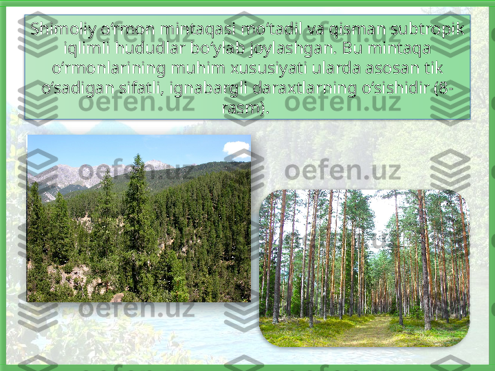 Shimoliy o‘rmon mintaqasi mo‘tadil va qisman subtropik 
iqlimli hududlar bo‘ylab joylashgan. Bu mintaqa 
o‘rmonlarining muhim xususiyati ularda asosan tik 
o‘sadigan sifatli, ignabargli daraxtlarning o‘sishidir (8-
rasm).      