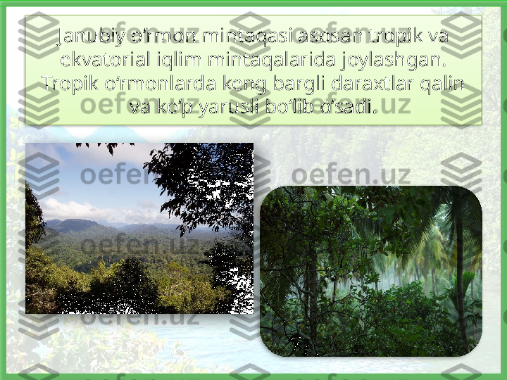 Janubiy o‘rmon mintaqasi asosan tropik va 
ekvatorial iqlim mintaqalarida  joylashgan. 
Tropik o‘rmonlarda keng bargli daraxtlar qalin 
va ko‘p yarusli bo‘lib o‘sadi.     