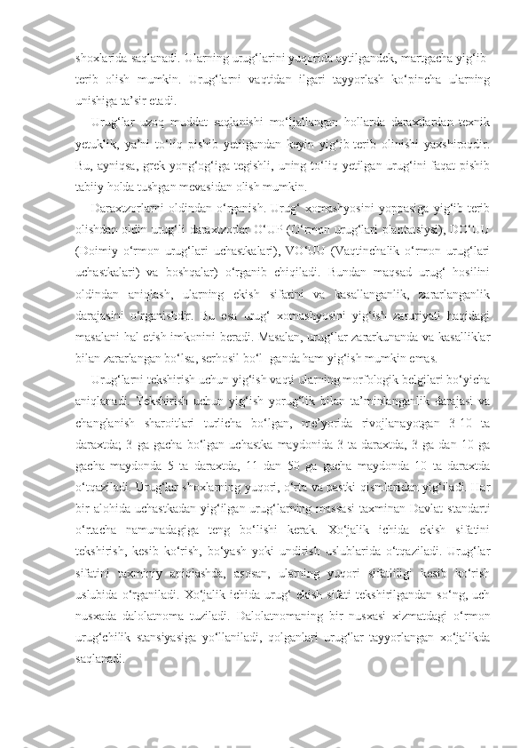 shoxlarida saqlanadi. Ularning urug‘larini yuqorida aytilgandek, martgacha yig‘ib-
terib   olish   mumkin.   Urug‘larni   vaqtidan   ilgari   tayyorlash   ko‘pincha   ularning
unishiga ta’sir etadi.
Urug‘lar   uzoq   muddat   saqlanishi   mo‘ljallangan   hollarda   daraxtlardan   texnik
yetuklik,   ya’ni   to‘liq   pishib   yetilgandan   keyin   yig‘ib-terib   olinishi   yaxshiroqdir.
Bu, ayniqsa,  grek yong‘og‘iga tegishli, uning to‘liq yetilgan  urug‘ini  faqat  pishib
tabiiy holda tushgan mevasidan olish mumkin.
Daraxtzorlarni   oldindan   o‘rganish.   Urug‘   xomashyosini   yoppasiga   yig‘ib-terib
olishdan oldin urug‘li daraxtzorlar O‘UP (O‘rmon urug‘lari plantatsiysi), DO‘UU
(Doimiy   o‘rmon   urug‘lari   uchastkalari),   VO‘UU   (Vaqtinchalik   o‘rmon   urug‘lari
uchastkalari)   va   boshqalar)   o‘rganib   chiqiladi.   Bundan   maqsad   urug‘   hosilini
oldindan   aniqlash,   ularning   ekish   sifatini   va   kasallanganlik,   zararlanganlik
darajasini   o‘rganishdir.   Bu   esa   urug‘   xomashyosini   yig‘ish   zaruriyati   haqidagi
masalani  hal etish imkonini beradi. Masalan, urug‘lar zararkunanda va kasalliklar
bilan zararlangan bo‘lsa, serhosil bo‘l- ganda ham yig‘ish mumkin emas.
Urug‘larni tekshirish uchun yig‘ish vaqti ularning morfologik belgilari bo‘yicha
aniqlanadi.   Tekshirish   uchun   yig‘ish   yorug‘lik   bilan   ta’minlanganlik   darajasi   va
changlanish   sharoitlari   turlicha   bo‘lgan,   me’yorida   rivojlanayotgan   3-10   ta
daraxtda;   3   ga   gacha   bo‘lgan   uchastka   maydonida   3   ta   daraxtda,   3   ga   dan   10   ga
gacha   maydonda   5   ta   daraxtda,   11   dan   50   ga   gacha   maydonda   10   ta   daraxtda
o‘tqaziladi. Urug‘lar shoxlarning yuqori, o‘rta va pastki qismlaridan yig‘iladi. Har
bir  alohida  uchastkadan   yig‘ilgan  urug‘larning  massasi  taxminan   Davlat   standarti
o‘rtacha   namunadagiga   teng   bo‘lishi   kerak.   Xo‘jalik   ichida   ekish   sifatini
tekshirish,   kesib   ko‘rish,   bo‘yash   yoki   undirish   uslublarida   o‘tqaziladi.   Urug‘lar
sifatini   taxminiy   aniqlashda,   asosan,   ularning   yuqori   sifatliligi   kesib   ko‘rish
uslubida   o‘rganiladi.   Xo‘jalik   ichida  urug‘   ekish   sifati   tekshirilgandan   so‘ng,   uch
nusxada   dalolatnoma   tuziladi.   Dalolatnomaning   bir   nusxasi   xizmatdagi   o‘rmon
urug‘chilik   stansiyasiga   yo‘llaniladi,   qolganlari   urug‘lar   tayyorlangan   xo‘jalikda
saqlanadi. 