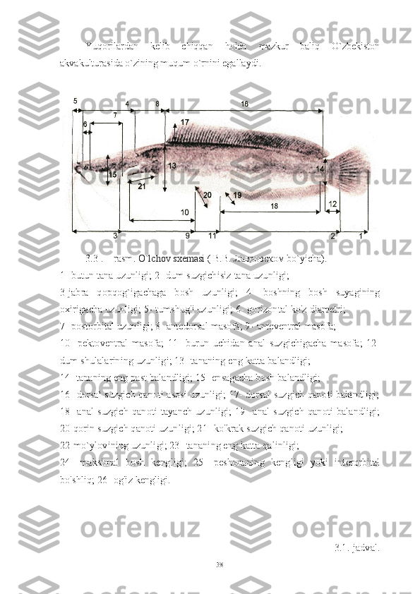 Yuqorilardan   kelib   chiqqan   holda   mazkur   baliq   O`zbekiston
akvakulturasida o`zining muqum o`rnini egallaydi. 
3.3 . – rasm.  O`lchov sxemasi  ( В.В. Лавровском bo`yicha).
1-   butun tana uzunligi; 2-  dum suzgichisiz  tana uzunligi; 
3-jabra   qopqog`igachaga   bosh   uzunligi;   4-   boshning   bosh   suyagining
oxirigacha uzunligi; 5-   tumshug'i uzunligi; 6-   gorizontal ko'z diametri; 
7-   postorbital uzunligi; 8- antedorsal masofa; 9-   anteventral masofa; 
10-   pektoventral   masofa;   11-   burun   uchidan   anal   suzgichigacha   masofa;   12-
dum shulalarining uzunligi; 13-   tananing eng katta balandligi; 
14-   tananing eng past balandligi; 15-   ensagacha bosh balandligi; 
16-   dorsal suzgich qanoti asosi uzunligi; 17- dorsal suzgich qanoti balandligi;
18-   anal   suzgich   qanoti   tayanch   uzunligi;   19-   anal   suzgich   qanoti   balandligi;
20-qorin suzgich qanoti uzunligi; 21-   ko'krak suzgich qanoti uzunligi; 
22-mo`ylovining uzunligi; 23-   tananing eng katta qalinligi; 
24-   maksimal   bosh   kengligi;   25-   peshonaning   kengligi   yoki   interorbital
bo'shliq; 26-   og'iz kengligi.  
3.1.-jadval. 
38 