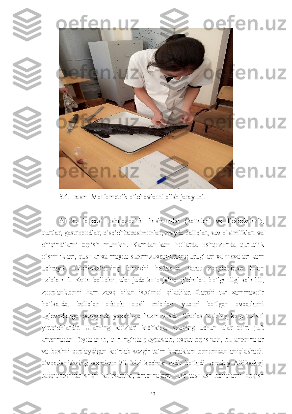 3.4.- rasm. Morfometrik o`lchovlarni olish jarayoni.
Afrika   laqqasi   oshqozonida   hasharotlar   (kattalari   va   lichinkalari),
qurtlar, gastropodlar, qisqichbaqasimonlar, mayda baliqlar, suv o`simliklari va
chiqindilarni   topish   mumkin.   Kamdan-kam   hollarda   oshqozonda   quruqlik
o`simliklari, qushlar va mayda sutemizuvchilarning urug`lari va mevalari kam
uchraydi.   Lichinkalarning   birinchi   haftasida   faqat   zooplankton   bilan
oziqlanadi.   Katta   baliqlar,   ular   juda   ko`p   jabra   qilchalari   bo`lganligi   sababli,
zooplanktonni   ham   zavq   bilan   iste`mol   qiladilar.   Garchi   tur   xammaxo`r
bo`lsa-da,   baliqlar   odatda   oqsil   miqdori   yuqori   bo`lgan   ovqatlarni
uglevodlarga   qaraganda   yaxshiroq   hazm   qiladi.   Clarias   turining   ko`p   turlari
yirtqichlardir.   Ularning   ko`zlari   kichkina,   shuning   uchun   ular   to`rt   juft
antennadan   foydalanib,   qorong`ida   paypaslab,   ovqat   topishadi,   bu   antennalar
va   boshni   qoplaydigan   ko`plab   sezgir   ta`m   kurtaklari   tomonidan   aniqlashadi.
Ovqatlanishning   taxminan   70   foizi   kechasi   sodir   bo`ladi.   Janubiy   Afrikadagi
tadqiqotchilar   shuni   ko`rsatdiki,   antennalarni   olib   tashlash   baliqlarni   boqish
42 