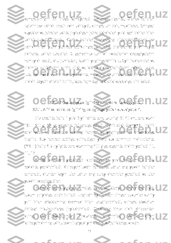 samaradorligini   23   foizga   kamaytiradi.   Umuman   olganda,   Clarias   baliqlari
og`zini  tez  ochish  orqali  ovni  ushlaydi,  so`ngra  uni  tish,  maxillarar, faringeal
suyaklar   va   jabralar   ustida   joylashgan   jabra   tishchalari   yoki   egri   tishlar   bilan
ushlab   turadi.   Odatda,   Klarias   baliqlari   o`zlarining   o`ljalarini   og`izni   tez
ochish   bilan   yutib   yuboradilar,   so`ngra   uni   jabra   tilchalarida   yoki   mayda
tishlarda   ushlab   turadilar.   C.   gariepinus   turli   xil   ovqatlanish   strategiyalarini
namoyish   etadi,   shu   jumladan,   kuchli   yog`ingarchilik   tufayli   hasharotlar   va
o`simlik   qoldiqlarini   so`rib   olish   va   kichik   sixlid   (baliq)larni   ovlash.   Laqqa
juda  tez  o`sadi   va  bir   necha  yil  ichida maksimal   uzunlikka  etadi.  Birinchi   yil
o`sishi deyarli chiziqli bo`lib, katta hajmdagi dastlabki sakrashga olib keladi.
3.2.  Afrika laqqa balig`ining  embrional  taraqqiyoti.
3.2.1. Afrika laqqa balig`ining balog`otga yetish xususiyatlari.
O`z arealida baliq 1 yoki 2 yil ichida tana uzunligi 20-40 sm, tana vazni
150 – 500 g [10] ga yetganda balog`atga yetadi. Pishib etish davriy [5]. Pishib
etish   vaqti   va   chastotasi   suvning   harorati   va   yog`ingarchilik   chastotasiga
bog`liq.   Suv   harorati   tartibga   solinadigan   yopiq   suv   ta`minoti   inshootlarida
(YSTI) baliq 6-9 oyligida tana vaznining 400 g ga etganida pishib yetiladi[10,
11, 13]. 
Afrika   somlarni   yetishtirib   sotiladiganlar   yosh   baliqlarni   alohida
ravishda   yetishtiriladi.   Ko`paytiriluvchi   baliqlarda   uchun   eng   yaxshi   baliqlar
tanlanadi,   shundan   keyin   ular   uchun   eng   qulay   sharoitlar   yaratiladi   va   ular
yaxshi ovqatlanadilar.
Bachadon   stimulyatsiyasi   amalga   oshirilsa,   klariya   baliqlari   har   oyda
tuxum   qo`yishga   qodir  bo`ladi.  Urg`ochi  ayollaridan  olingan  tuxumlar  sun`iy
yo`l   bilan   erkaklarning   spermasi   bilan   urug`lantiriladi,   so`ngra   akvarium
tipidagi   inkubatorlarga   joylashtiriladi.   Chavoqlar   biroz   o`sib   chiqqandan
so`ng,   ular   inkubatordan   hovuzlarga   ko`chiriladi.   Afrika   somni
ko`paytirishning ushbu texnologiyasi yirik baliq xo`jaliklariga xosdir.
43 