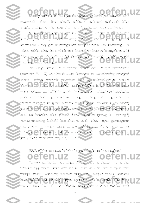 Shaxsiy   uchastkada   baliq   yetishtirishda   urug`lantirilgan   tuxumni   olish
muammoli   ishdir.   Shu   sababli,   afrikalik   baliqlarni   etishtirish   bilan
shug`ullanadigan ko`plab yozgi aholi baliq fermalaridan ikra sotib olishadi.
Voyaga   yetgan   urg`ochilarni   vizual   ravishda   ajratish   mumkin   (qorini
yumshoq,   yumaloq,   nisbatan   katta).   Genital   a`zosi   yallig`langanday
ko`rinishda.   Jinsiy   gonadalarning   vazni   tabiiy   sharoitda   tana   vaznining   1-15
foizini tashkil qiladi, ko`p miqdorda oziqlanadigan intensiv basseynlarda u 25
foizga   va   qorin   bo`shlig`ining   4/5   qismiga   yetishi   mumkin.   Erkaklar   yaxshi
rivojlangan papillaga ega. 
Balog`atga   yetish   uchun   optimal   harorat-25°C.   Yuqori   haroratlarda
(taxminan   30   °   C)   urug`lanish   ulushi   kamayadi   va   tuxumlarning   atreziyasi
oshadi.   Doimiy   haroratda   (taxminan   25   °   C)   saqlanadigan   va   ratsioni
biomassaning   0,5-0,7%   ni   tashkil   etadigan   baliqlarda   yil   davomida   yetuk
jinsiy   bezlarga   ega   bo`lishi   mumkin.   Jinslar   aralash   holdagi   suv   havzalarida
jinslar   alohidalashtirilgan   suv   havzalaridagi   laqqalarga   nisbatan   gonadlarning
pishishi   qisqaroq   va   gonadosomatik   indeks   (gonad   massasi   /   tana   vazni)
yuqori bo`ladi. Bu xususiyat akvakulturada e`tiborni jalb etadi, chunki kamroq
zotli   suv   havzalari   talab   qilinadi.   Yorug`lik   rejimi   (yorug`lik   -   qorong`i)
gametogenezning   birinchi   bosqichlariga   ta`sir   qiladi.   Agar   gametogenez
rivojlanishining   birinchi   bosqichlarida   yorug`lik   /   qorong`ulik   nisbati   doimiy
bo`lsa,   unda   jinsiy   rivojlanish   davriy   ravishda   sodir   bo`lmaydi.   Keyinchalik,
yorug`lik rejimi ta`sir qilmaydi[5, 10, 14].
3.2.2.   Afrika laqqa balig`ining ikralarini olish va inkubatsiyasi.
Tabiiy   sharoitlarda   o’stiriladigan   Afrika   laqqa   baliqlardan   ona   baliqlar
to’dasini  tayyorlashda yoshi kamida 4 va undan katta baliqlardan foydalanish
tavsiya   etiladi.   Uvildiriq   olishdan   avval   ona   baliqlar   to’dasi   kichkina
havzalarda   ko’p   miqdordagi   mayda   qiymatsiz   tirik   baliqchalar   bilan   birga
ma’lum   vaqt   o’stirilishi   lozim.Mayda   baliqchalarning   asosiy   vazifasi   yirik
44 