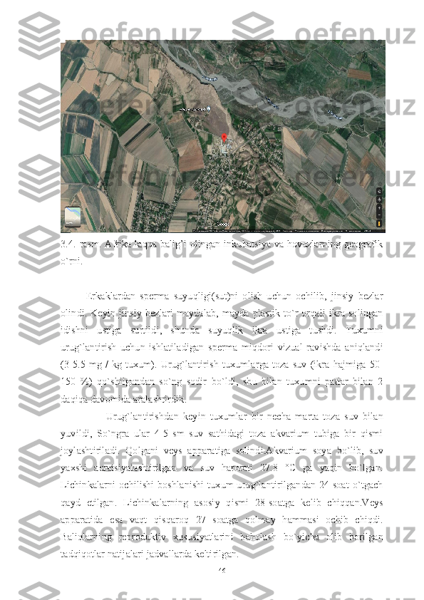 3.4.-rasm. Afrika laqqa balig’i olingan inkubatsiya va hovuzlarning geografik
o`rni.
Erkaklardan   sperma   suyuqligi(sut)ni   olish   uchun   ochilib,   jinsiy   bezlar
olindi.  Keyin   jinsiy   bezlari   maydalab,   mayda   plastik   to`r   orqali   ikra  solingan
idishni   ustiga   surtildi,   shunda   suyuqlik   ikra   ustiga   tushdi.   Tuxumni
urug`lantirish   uchun   ishlatiladigan   sperma   miqdori   vizual   ravishda   aniqlandi
(3-5.5   mg   /   kg   tuxum).   Urug`lantirish   tuxumlarga   toza   suv   (ikra   hajmiga   50-
150   %)   qo`shilgandan   so`ng   sodir   bo`ldi,   shu   bilan   tuxumni   patlar   bilan   2
daqiqa davomida aralashtirdik. 
Urug`lantirishdan   keyin   tuxumlar   bir   necha   marta   toza   suv   bilan
yuvildi,   So`ngra   ular   4-5   sm   suv   sathidagi   toza   akvarium   tubiga   bir   qismi
joylashtiriladi.   Qolgani   veys   apparatiga   solindi.Akvarium   soya   bo`lib,   suv
yaxshi   aeratsiyalashtirilgan   va   suv   harorati   27.8   °C   ga   yaqin   bo`lgan.
Lichinkalarni  ochilishi  boshlanishi  tuxum  urug`lantirilgandan 24 soat  o`tgach
qayd   etilgan.   Lichinkalarning   asosiy   qismi   28-soatga   kelib   chiqqan.Veys
apparatida   esa   vaqt   qisqaroq   27   soatga   qolmay   hammasi   ochib   chiqdi.
Baliqlarning   reproduktiv   xususiyatlarini   baholash   bo`yicha   olib   borilgan
tadqiqotlar natijalari jadvallarda keltirilgan.
46 