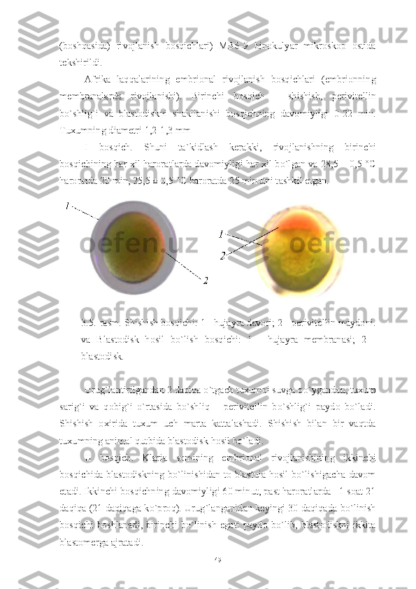 (boshqasida)   rivojlanish   bosqichlari)   MBS-9   binokulyar   mikroskop   ostida
tekshirildi. 
Afrika   laqqalarining   embrional   rivojlanish   bosqichlari   (embrionning
membranalarda   rivojlanishi).   Birinchi   bosqich   –   shishish,   perivitellin
bo`shlig`i   va   blastodiskni   shakllanishi   bosqichning   davomiyligi   0-22   min.
Tuxumning diametri 1,2-1,3 mm
I   bosqich.   Shuni   ta`kidlash   kerakki,   rivojlanishning   birinchi
bosqichining har xil haroratlarda davomiyligi har xil bo`lgan va 28,5 ± 0,5 °C
haroratda 20 min, 25,5 ± 0,5 °C haroratda 25 minutni tashkil etgan.
 
3.5.-rasm. Shishish bosqichi: 1 - hujayra devori; 2 - perivitellin maydoni.
va   Blastodisk   hosil   bo`lish   bosqichi:   1   -   hujayra   membranasi;   2   -
blastodisk.
Urug`lantirilgandan 2 daqiqa o`tgach tuxumni suvga qo`ygandan, tuxum
sarig`i   va   qobig`i   o`rtasida   bo`shliq   –   perivitellin   bo`shlig`i   paydo   bo`ladi.
Shishish   oxirida   tuxum   uch   marta   kattalashadi.   Shishish   bilan   bir   vaqtda
tuxumning animal qutbida blastodisk hosil bo`ladi.
II   bosqich.   Klaria   somining   embrional   rivojlanishining   ikkinchi
bosqichida blastodiskning bo`linishidan to blastula hosil bo`lishigacha davom
etadi. Ikkinchi bosqichning davomiyligi 60 minut, past haroratlarda - 1 soat 21
daqiqa (21 daqiqaga ko`proq). Urug`langanidan keyingi 30 daqiqada bo`linish
bosqichi   boshlanadi,   birinchi   bo`linish   egati   paydo   bo`lib,   blastodiskni   ikkita
blastomerga ajratadi.
49 