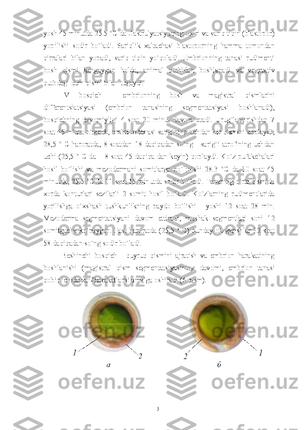 yosh 45 minutda 25.5 °C da Gastrulyatsiyaning oxiri va sariq tiqin (blastopor)
yopilishi   sodir   bo`ladi.   Sariqlik   xaltachasi   blastoporning   hamma   tomondan
qirralari   bilan   yopadi,   sariq   tiqin   yo`qoladi.   Embrionning   tanasi   rudimenti
bosh   qismi   kengaygan   holda,   animal   qutbidan   boshlanadi   va   vegetativ
qutbdagi dum qismi bilan tugaydi.
IV   bosqich   -   embrionning   bosh   va   magistral   qismlarini
differentsiatsiyasi   (embrion   tanasining   segmentatsiyasi   boshlanadi),
bosqichning   davomiyligi   4   soat   20   minut   davom   etadi.   Urug`lantirishdan   7
soat 45 minut o`tgach, embrion tanasi sarig`ning uchdan bir qismini qoplaydi,
28,5   °   C   haroratda,   8   soatdan   18   daqiqadan   so`ng   -   sarig`i   atrofining   uchdan
uchi   (25,5   °  C   da   –  8   soat   45  daqiqa  dan   keyin)   qoplaydi.  Ko`z   pufakchalari
hosil   bo`lishi   va   mezodermani   somitlarga   bo`linishi   28.3   °C   da   10   soat   45
minutda, 25.5 °C da 11 soat 15 minutda sodir bo`ladi. Tananing o`rta qismida
xorda   konturlari   sezilarli   2   somit   hosil   bo`ladi.   Ko`zlarning   rudimentlarida
yorilishga   o`xshash   tushkunlikning   paydo   bo`lishi   -   yoshi   12   soat   28   min.
Mezoderma   segmentatsiyani   davom   ettiradi,   mushak   segmentlari   soni   12
somitgacha   ko`paygan. Past   haroratda  (25,5 °  C)   bunday  o`zgarishlar  12 soat
58 daqiqadan so`ng sodir bo`ladi. 
Beshinchi   bosqich   -   quyruq   qismini   ajratish   va   embrion   harakatining
boshlanishi   (magistral   qism   segmentatsiyasining   davomi,   embrion   tanasi
qobiq ichida zaif harakatlarni amalga oshiradi (6-rasm).
51 