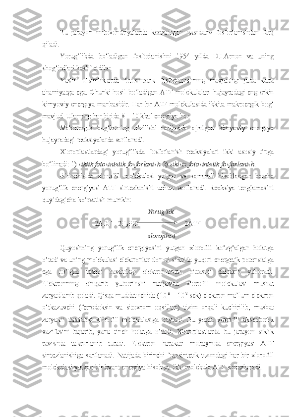 Bu   jarayon   mitoxondriyalarda   kechadigan   oksidativ   fosforlanishdan   farq
qiladi.
Yorug‘likda   bo‘ladigan   fosforlanishni   1954   yilda   D.I.Arnon   va   uning
shog‘irdlari kashf etdilar.
Yashil   o‘simliklarda   fotosintetik   fosforlanishning   mavjudligi   juda   katta
ahamiyatga ega. Chunki hosil bo‘ladigan ATF molekulalari hujayradagi eng erkin
kimyoviy energiya manbasidir.   Har bir ATF molekulasida ikkita makroergik bog‘
mavjud. Ularning har birida 8 – 10 kkal energiya bor.
Makroergik   bog‘larning   o‘zilishi   natijasida   ajralgan   kimyoviy   energiya
hujayradagi reaksiyalarda sarflanadi.
Xloroplastlardagi   yorug‘likda   fosforlanish   reaksiyalari   ikki   asosiy   tipga
bo‘linadi: 1)  siklik fotosintetik fosforlanish  2)  siklsiz   fotosintetik fosforlanish .
Birinchisida   xlorofill   molekulasi   yutgan   va   samarali   hisoblangan   barcha
yorug‘lik   energiyasi   ATF   sintezlanishi   uchun   sarflanadi.   Reaksiya   tenglamasini
quyidagicha ko‘rsatish mumkin:
Yorug‘lik
2ADF +2H
3 PO
4    2ATF
        xloroplast
Quyoshning   yorug‘lik   energiyasini   yutgan   xlorofill   ko‘zg‘algan   holatga
o‘tadi va uning molekulasi elektronlar donori sifatida yuqori energetik potensialga
ega   bo‘lgan   tashqi   qavatdagi   elektronlardan   bittasini   chiqarib   yuboradi.
Elektronning   chiqarib   yuborilishi   natijasida   xlorofill   molekulasi   musbat
zaryadlanib qoladi. Qisqa muddat ichida (10 -8
 – 10 -9
 sek) elektron ma’lum elektron
o‘tkazuvchi   (ferredoksin   va   sitoxrom   oqsillari)   tizim   orqali   kuchirilib,   musbat
zaryadli   dastlabki   xlorofill   molekulasiga   qaytadi.   Bu   yerda   xlorofill   akseptorlik
vazifasini   bajarib,   yana   tinch   holatga   o‘tadi.   Xloroplastlarda   bu   jarayon   siklik
ravishda   takrorlanib   turadi.   Elektron   harakati   mobaynida   energiyasi   ATF
sintezlanishiga  sarflanadi. Natijada birinchi  fotosintetik tizimdagi  har  bir  xlorofill
molekulasi yutgan bir kvant energiya hisobiga ikki molekula ATF sintezlanadi. 