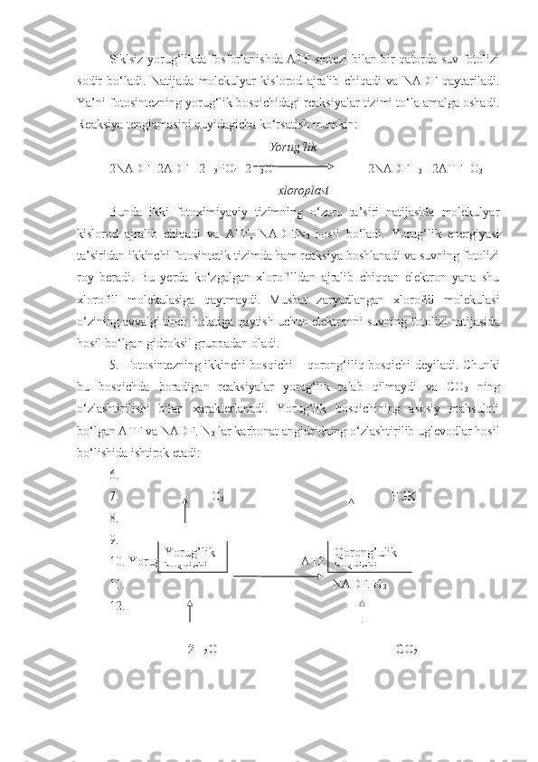 Siklsiz yorug‘likda fosforlanishda ATF sintezi bilan bir qatorda suv fotolizi
sodir   bo‘ladi.   Natijada   molekulyar   kislorod   ajralib   chiqadi   va   NADF   qaytariladi.
Ya’ni fotosintezning yorug‘lik bosqichidagi reaksiyalar tizimi to‘la amalga oshadi.
Reaksiya tenglamasini quyidagicha ko‘rsatish mumkin:
Yorug‘lik
2NADF+2ADF +2H
3 PO
4 +2H
2 O    2NADFH
2   +2ATF+O
2
              xloroplast
Bunda   ikki   fotoximiyaviy   tizimning   o‘zaro   ta’siri   natijasida   molekulyar
kislorod   ajralib   chiqadi   va   ATF,   NADF.N
2   hosil   bo‘ladi.   Yorug‘lik   energiyasi
ta’siridan ikkinchi fotosintetik tizimda ham reaksiya boshlanadi va suvning fotolizi
roy   beradi.   Bu   yerda   ko‘zgalgan   xlorofilldan   ajralib   chiqqan   elektron   yana   shu
xlorofill   molekulasiga   qaytmaydi.   Musbat   zaryadlangan   xlorofill   molekulasi
o‘zining avvalgi tinch holatiga qaytish uchun elektronni suvning fotolizi natijasida
hosil bo‘lgan gidroksil gruppadan oladi.
5. Fotosintezning ikkinchi bosqichi –   qorong‘iliq bosqichi   deyiladi. Chunki
bu   bosqichda   boradigan   reaksiyalar   yorug‘lik   talab   qilmaydi   va   CO
2   ning
o‘zlashtirilishi   bilan   xarakterlanadi.   Yorug‘lik   bosqichining   asosiy   mahsuloti
bo‘lgan ATF va NADF. N
2  lar karbonat angidridning o‘zlashtirilib uglevodlar hosil
bo‘lishida ishtirok etadi:
6.
7.                      O
2                                                          FGK
8.
9.                                                    
10.  Yorug‘lik                                   ATF  
11.                                                 NADF. H
2
12.
                      
                          2H
2 O                                                          CO
2Yorug’lik 
bosqichi Qorong’ulik 
bosqichi 