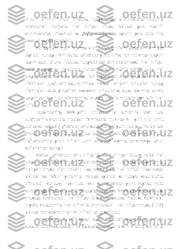 miqdori   ko‘proq   bo‘ladi.   Obkladka   hujayralaridagi   xloroplastlarda   malatning
parchalanishi   natijasida   hosil   bo‘lgan   piruvat   kislotasi   yana   mezofill
xloroplastlariga   o‘tkaziladi   va   fosfoyenolpiruvat ga   aylanib   yana   CO
2   ning
akseptori vazifasini bajaradi.
Bunday tizim orqali fotosintez sodir bo‘ladigan o‘simliklarga S
4   o‘simliklar
deyiladi.   Bunday   o‘simliklarda   og‘izchalar   yopiq   bo‘lsa   ham   fotosintez   jarayoni
davom   etadi.   Chunki   obkladka   hujayralaridagi   xloroplastlar   avval   hosil   bo‘lgan
malat   (asparat)   dan   foydalanadi.   Bundan   tashqari   yorug‘lik   ta’sirida   nafas   olish
jarayonida   ajralib   chiqqan   CO
2   dan   ham   foydalanadi.   Shuning   uchun   ham   S
4   –
o‘simliklari   q urg‘oqchilikka,   sho‘rlikka   nisbatan   chidamli   bo‘ladilar.   Bunday
o‘simliklar   odatda   yorug‘likni   sevuvchan   bo‘ladilar   va   sutka   davomida   qancha
uzaytirilgan   kun   bilan   ta’sir   ettirilsa,   shuncha   organik   moddalar   ham   ko‘p   hosil
bo‘ladi.
Fotosintezning   SAM-yo‘li.   Ontogenezning   ko‘pchilik   davri   juda
qurg‘oqchilik   sharoitida   o‘tadigan   o‘simliklarda   fotosintez   S
4   -   yo‘li   bilan   borib,
ular asosan kechasi (og‘izchalar ochiq vaqtda) CO
2  ni yutib oladi va olma kislotasi
(malat)   ni   to‘playdi.   Chunki   kunduz   kunlari   og‘izchalari   to‘la   yopiq   bo‘ladi.
Og‘izchalarning   yopiq   bo‘lishi   ularni   tanasidagi   suvning   transpirasiya   uchun
sarflanishidan saqlaydi.
Kechasi   og‘izchalar   ochiq   bo‘lganda   qabul   qilingan   CO
2   va   nafas   olish
jarayonida ham ajralib chiqqan CO
2  lar fermentlar (FEP – karboksilaza) yordamida
fosfoyenolpiruvat   bilan   birlashib   oksaloasetat   (osk)   hosil   bo‘ladi.   Oksaloasetat
kislotasi   esa   NADF   yordamida   malatga   aylanadi   va   hujayra   vakuolalarida
to‘planadi.   Kunduzgi   havo   juda   issiq   va   og‘izchalar   yopiq   paytida,   malat
sitoplazmaga o‘tadi va u yerda malatdyog‘idrogenaza fermenti yordamida CO
2   va
piruvatga   parchalanadi.   Hosil   bo‘lgan   CO
2   xloroplastlarga   o‘tadi   va   Kalvin   sikli
boyicha shakarlarning hosil bo‘lishida ishtirok etadi. Hosil bo‘lgan piruvat (FGK)
kislotasi ham kraxmalning hosil bo‘lishi uchun sarflanadi.
Fotosintezning   bu   yo‘li   asosan   kuchli   qurg‘oqchilikka   chidamli   bo‘lgan
sukkulentlar (Srassulaseae) oilasi (kaktuslar, agava, aloe va boshqalar) vaqillarida 