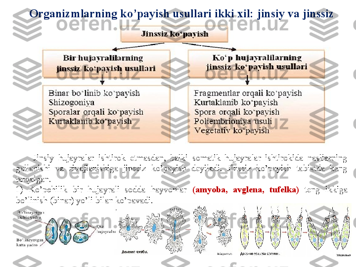 Organizmlarning ko’payish usullari ikki xil: jinsiy va jinssiz 
ko’payish .
        Jinsiy  hujayralar  ishtirok  etmasdan,  balki  somatik  hujayralar  ishtirokida  nasllarning 
gallanishi  va  rivojlanishiga  jinssiz  ko’payish  deyiladi.  Jinssiz  ko’payish  tabiatda  keng 
tarqalgan. 
1)  Ko’pchilik  bir  hujayrali  sodda  hayvonlar  (amyoba,  avglena,  tufelka)  teng  ikkiga 
bo’linish (binar) yo’li bilan ko’payadi. 