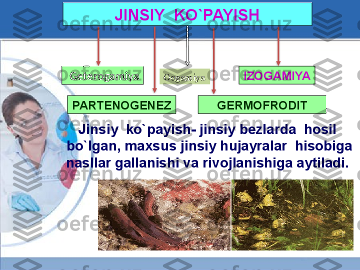 JINSIY  KO`PAYISH
PARTENOGENEZ IZOGAMIYA
Jinsiy  ko`payish- jinsiy bezlarda  hosil  
bo`lgan, maxsus jinsiy hujayralar  hisobiga 
nasllar gallanishi va rivojlanishiga aytiladi.  GERMOFRODITGeterogamiya
Oogamiya      