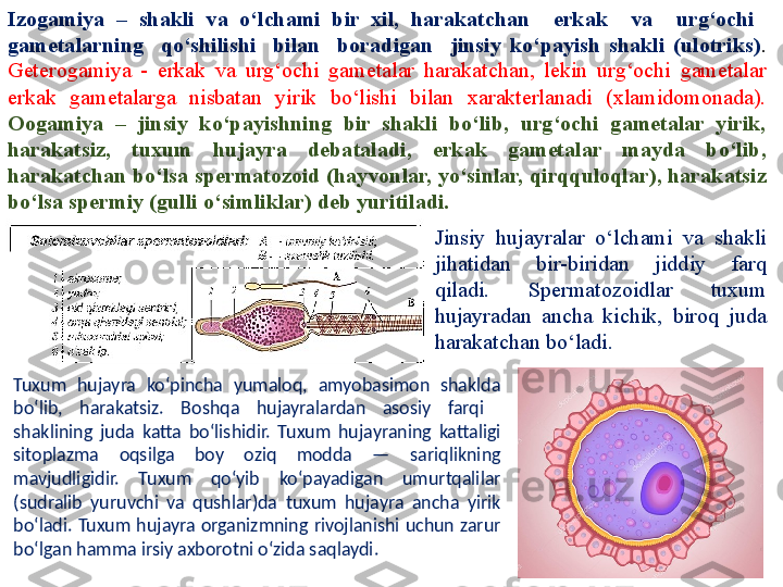 Izogamiya  –  shakli  va  o‘lchami  bir  xil,  harakatchan    erkak    va    urg‘ochi   
gametalarning    qo‘shilishi    bilan    boradigan    jinsiy  ko‘payish  shakli  (ulotriks) . 
Geterogamiya  -  erkak  va  urg‘ochi  gametalar  harakatchan,  lekin  urg‘ochi  gametalar 
erkak  gametalarga  nisbatan  yirik  bo‘lishi  bilan  xarakterlanadi  (xlamidomonada). 
Oogamiya  –  jinsiy  ko‘payishning  bir  shakli  bo‘lib,  urg‘ochi  gametalar  yirik, 
harakatsiz,  tuxum  hujayra  debataladi,  erkak  gametalar  mayda  bo‘lib, 
harakatchan bo‘lsa spermatozoid (hayvonlar, yo‘sinlar, qirqquloqlar), harakatsiz 
bo‘lsa spermiy (gulli o‘simliklar) deb yuritiladi.
Jinsiy  hujayralar  o‘lchami  va  shakli 
jihatidan  bir-biridan  jiddiy  farq 
qiladi.  Spermatozoidlar  tuxum 
hujayradan  ancha  kichik,  biroq  juda 
harakatchan bo‘ladi.
Tuxum  hujayra  ko‘pincha  yumaloq,  amyobasimon  shaklda 
bo‘lib,  harakatsiz.  Boshqa  hujayralardan  asosiy  farqi   
shaklining  juda  katta  bo‘lishidir.  Tuxum  hujayraning  kattaligi 
sitoplazma  oqsilga  boy  oziq  modda  —  sariqlikning 
mavjudligidir.  Tuxum  qo‘yib  ko‘payadigan  umurtqalilar 
(sudralib  yuruvchi  va  qushlar)da  tuxum  hujayra  ancha  yirik 
bo‘ladi.  Tuxum  hujayra  organizmning  rivojlanishi  uchun  zarur 
bo‘lgan hamma irsiy axborotni o‘zida saqlaydi. 