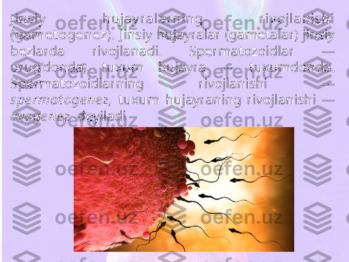 J insiy   hujay ralarning  riv ojlanishi 
(gamet ogenez).  Jinsiy hujayralar (gametalar) jinsiy 
bezlarda  rivojlanadi.  Spermatozoidlar  — 
urug‘donda,  tuxum  hujayra  —  tuxumdonda. 
Spermatozoidlarning  rivojlanishi  — 
spe rmat oge nez ,   tuxum  hujayraning  rivojlanishi  — 
ovoge nez   deyiladi 