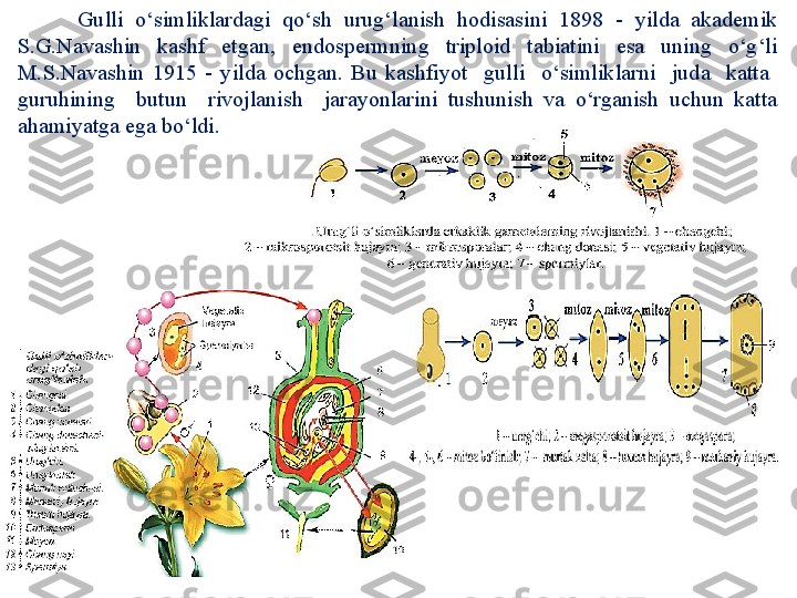           Gulli  o‘simliklardagi  qo‘sh  urug‘lanish  hodisasini  1898  -  yilda  akademik 
S.G.Navashin  kashf  etgan,  endospermning  triploid  tabiatini  esa  uning  o‘g‘li 
M.S.Navashin  1915  -  yilda  ochgan.  Bu  kashfiyot    gulli    o‘simliklarni    juda    katta   
guruhining    butun    rivojlanish    jarayonlarini  tushunish  va  o‘rganish  uchun  katta 
ahamiyatga ega bo‘ldi. 