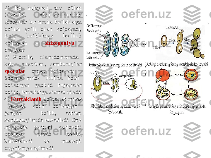 2)  Bir  hujayrali  suv  o’tlari 
(xlorella,  xlomidomonada), 
sporalilar  bir  necha  bo’laklarga 
bo’lish  yo’li  bilan  ko’payadi, 
Ko’p  bo’laklarga  bo’linib 
ko’payish  –  shizogoniya    
deyiladi. 
3)  Xlorella,    xlamidomonada   
kabi    suvo‘tlari,  zamburug‘lar 
sporalar   orqali  ko‘payadi.   
Sporalar  mitoz    usulida    hosil   
bo‘ladigan    gaploid    hujayralar 
bo‘lib, tarqalishga xizmat qiladi. 
4)   Kurtaklanib   ko‘payish mitoz 
  asosida    sodir    bo‘ladigan   
jarayon    bo‘lib,  achitqi 
zamburug‘larida  kuzatiladi.  Ona 
hujayrada  yadroni  saqlovchi 
bo‘rtma  paydo  bo‘lib, 
kattalashadi  va  mustaqil 
organizmga aylanadi. , 