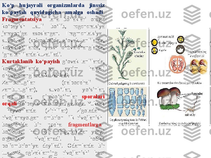 Ko‘p  hujayrali  organizmlarda  jinssiz 
ko‘payish  quyidagicha  amalga  oshadi . 
Fragmentatsiya   –tana  bo‘laklari  orqali 
ko‘payish  usuli  bo‘lib,  regeneratsiya 
jarayoniga    asoslangan.    Fragmentatsiya   
suvo‘tlari    (spirogira)da,  g‘ovak  tanlilarda, 
kovakichlilarda,  yassi  chuvalchanglarda, 
igna tanlilarda kuzatiladi.
Kurtaklanib  ko‘payish  g‘ovak  tanlilarda, 
kovakichlilarda  va  ayrim  halqali 
chuvalchanglarda kuzatiladi.
Zamburug‘lar    (qalpoqchali   
zamburug‘lar),    suvo‘tlar,    yo‘sinlar, 
qirqquloqlar,    qirqbo‘g‘imlar  sporalari 
orqali  ko‘payish xususiyatiga  ega. Yuksak 
  hayvonlarda    (zirhlilar)    zigotadan   
rivojlanayotgan    embrion    ilk  rivojlanish   
bosqichida    bir    necha    fragmentlarga    
bo‘linib,    har    bir    fragmentdan  yangi 
organizm  rivojlanadi.  Bu  hodisa 
poliembrioniya  deyiladi.  Odamlarda  bir 
tuxumli  egizaklarning  rivojlanishi  ham 
buning yaqqol misolidir.  