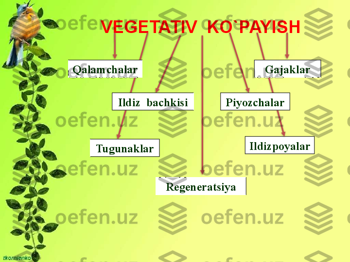 VEGETATIV  KO`PAYISH
Tugunaklar IldizpoyalarQalamchalar
RegeneratsiyaIldiz  bachkisi Gajaklar
Piyozchalar        