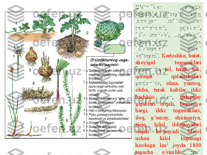 O’simliklar  orasida 
vegetativ  ko’payish  keng 
tarqalgan  bo’lib,  ular 
qalamchalari,  gajaklari, 
ildiz  bachkisi,  tugunaklari, 
piyozchalari  va 
ildizpoyalari  orqali 
ko’payadi.  Kartoshka,  batat, 
shoyigul  tugunaklari 
yordamida,  tol,  terak,  tok, 
qoraqat  qalamchalari 
yordamida,  olma,  yantoq, 
olcha,  terak  kabilar  ildiz 
bachkisi  bilan,  qulupnay 
gajaklari  orqali ,  begoniya 
bargi,  ildiz  tugunaklari , 
iloq,  g’umay,  shirinmiya, 
ajriq,  hilol  ildizpoyalari 
orqali  ko’payadi.  Misol 
uchun  hilol  tugunagi 
hisobiga  1m 2
  joyda  1800 
tagacha  o’simlik  hosil 
qiladi. 