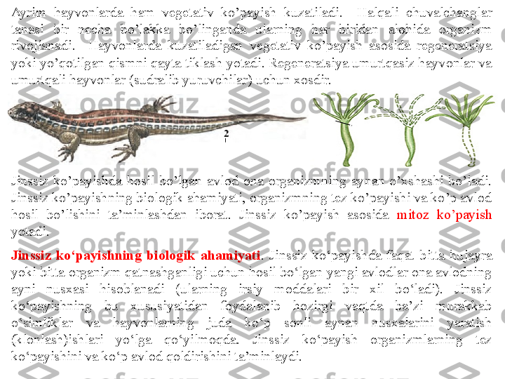 Ayrim  hayvonlarda  ham  vegetativ  ko’payish  kuzatiladi.    Halqali  chuvalchanglar 
tanasi  bir  necha  bo’lakka  bo’linganda  ularning  har  biridan  alohida  organizm 
rivojlanadi.    Hayvonlarda  kuzatiladigan  vegetativ  ko’payish  asosida  regeneratsiya 
yoki yo’qotilgan qismni qayta tiklash yotadi. Regeneratsiya umurtqasiz hayvonlar va 
umurtqali hayvonlar (sudralib yuruvchilar) uchun xosdir. 
                                                
                                                         
Jinssiz  ko’payishda  hosil  bo’lgan  avlod  ona  organizmning  aynan  o’xshashi  bo’ladi. 
Jinssiz ko’payishning biologik ahamiyati, organizmning tez ko’payishi va ko’p avlod 
hosil  bo’lishini  ta’minlashdan  iborat.  Jinssiz  ko’payish  asosida  mitoz  ko’payish  
yotadi. 
Jinssiz  ko‘payishning  biologik  ahamiyati .  Jinssiz  ko‘payishda  faqat  bitta  hujayra 
yoki bitta organizm qatnashganligi uchun hosil bo‘lgan yangi avlodlar ona avlodning 
ayni  nusxasi  hisoblanadi  (ularning  irsiy  moddalari  bir  xil  bo‘ladi).  Jinssiz 
ko‘payishning  bu  xususiyatidan  foydalanib  hozirgi  vaqtda  ba’zi  murakkab 
o‘simliklar  va  hayvonlarning  juda  ko‘p  sonli  aynan  nusxalarini  yaratish 
(klonlash)ishlari  yo‘lga  qo‘yilmoqda.  Jinssiz  ko‘payish  organizmlarning  tez 
ko‘payishini va ko‘p avlod qoldirishini ta’minlaydi. 