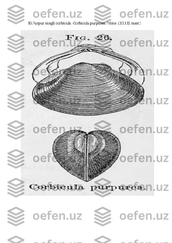         10.Purpur rangli corbicula -Corbicula purpurea Prime. (3.1.1.15 rasm) 