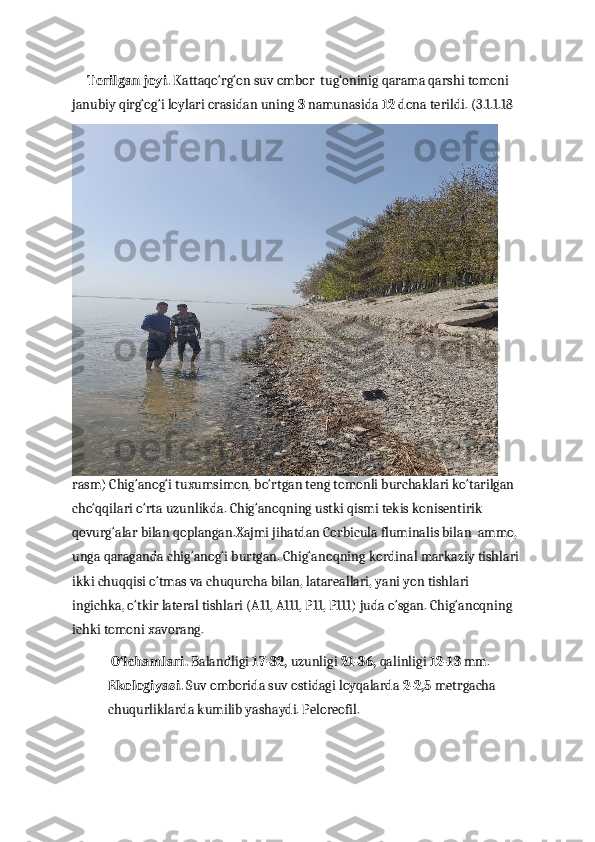      Terilgan joyi.  Kattaqo‘rg‘on suv ombor  tug‘oninig qarama qarshi tomoni 
janubiy qirg‘og‘i loylari orasidan uning  3  namunasida  12  dona terildi. (3.1.1.18 
rasm) Chig‘anog‘i tuxumsimon, bo‘rtgan teng tomonli burchaklari ko‘tarilgan 
cho‘qqilari o‘rta uzunlikda. Chig‘anoqning ustki qismi tekis konisentirik 
qovurg‘alar bilan qoplangan.Xajmi jihatdan Corbicula fluminalis bilan  ammo, 
unga qaraganda chig‘anog‘i burtgan. Chig‘anoqning kordinal markaziy tishlari 
ikki chuqqisi o‘tmas va chuqurcha bilan, latareallari, yani yon tishlari 
ingichka, o‘tkir lateral tishlari (A11, A111, P11, P111) juda o‘sgan. Chig‘anoqning 
ichki tomoni xavorang.
 O‘lchamlari.  Balandligi  17-32,  uzunligi  21-36,  qalinligi  12-13  mm.          
Ekologiyasi.  Suv omborida suv ostidagi loyqalarda  2-2,5  metrgacha 
chuqurliklarda kumilib yashaydi. Peloreofil.   