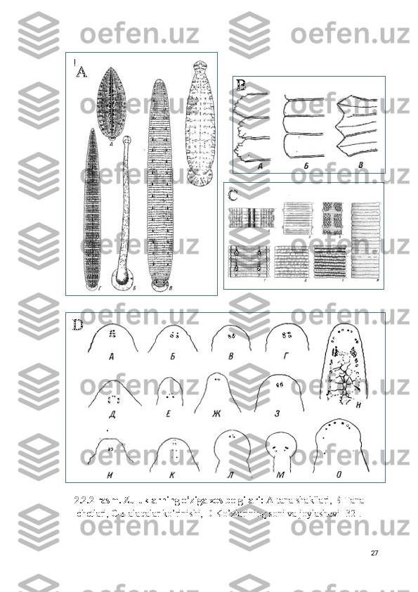 2.2.2-rasm. Zuluklarning o’ziga xos belgilari: A- tana shakllari,  B- Tana
chetlari,  C- Halaqalar ko’rinishi,  D- Ko’zlarining soni va joylashuvi [32].
27 