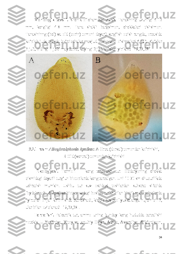 Morfologik   tavsifi.   Kichik   o‘lchamdagi   zuluk.   Tanasining   uzunligi   6-12
mm,   kengligi   4-8   mm.   Tana   shakli   bargsimon,   chekkalari   tishsimon.
Tanasininng (bel) va old (qorin) tomoni deyarli sarg‘ish-oqish rangda, orqasida
ko‘plab juda mayda bo‘rtiqchalar mavjud. Oshqozon o‘simtalari 6 juft. Ko‘zlar
3 juft, oldingi 1 jufti maydaroq, keyingi 2 juft ko‘zlari yirikroq  [19,27,28].
3.2.1-rasm  Alboglossiphonia hyalina : A- Orqa (dorsal) tomondan ko’rinishi,  
B- Old (ventral) tomondan ko’rinishi  
Ekologiyasi.   Termofil   –   keng   tarqalgan   tur.   Oqdaryoning   chekka
qismidagi deyarli turg‘un biotoplarda keng tarqalgan. Uni 10-70 sm chuqurlikda
uchratish   mumkin.   Ushbu   tur   suv   ostidagi   toshlardan   substrat   sifatida
foydalanadi . A. hyalina  biotsenozdagi boshqa turlar bilan biotik munosabatlarda
“yirtqich-o‘lja” ko‘rinishda qatnashadi, kichik suv mollyuskalariga hujum qilib,
ular bilan oziqlanadi  [19,27,28].
Tarqalishi.   Paleartik   tur,   ammo   uning   bunday   keng   hududda   tarqalishi
notekis. U Yaponiya, Xitoy va Janubiy Osiyo, Afrika, Avstraliya, Afg‘oniston,
34 