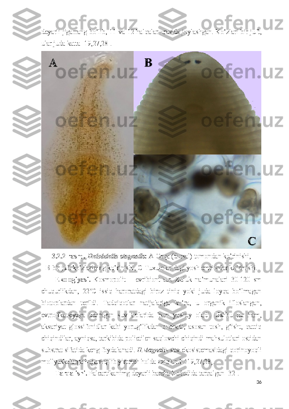 deyarli jigarrang bo‘lib, 11 va 12-halqalar orasida joylashgan. Ko‘zlari bir juft,
ular juda katta   [ 19,27,28].
3.2. 2 -rasm  .  Helobdella stagnalis : A- Orqa (dorsal) tomondan ko’rinishi,  
B- bir juft ko’zlarining ko’rinishi ,   C- Tuxumlaridagi yosh emrionlar ko’rinishi .
Ekologiyasi.   Kosmopolit   –   evribiont   tur.   Zuluk   na’munalari   30-120   sm
chuqurlikdan,   22°C   issiq   haroratdagi   biroz   tiniq   yoki   juda   loyqa   bo‘lmagan
biotoplardan   terildi.   Tadqiqotlar   natijalariga   ko‘ra,   u   organik   ifloslangan,
evtrofikatsiyaga   uchragan   suv   tiplarida   ham   yashay   oladi.   Ushbu   tur   ham,
aksariyat   glossifonidlar   kabi   yorug‘likdan   qochadi,   asosan   tosh,   g‘isht,   qattiq
chiqindilar, ayniqsa, tarkibida polietilen saqlovchi chiqindi mahsulotlari ostidan
substrat sifatida keng foydalanadi.  H.stagnalis  suv ekosistemasidagi qorinoyoqli
mollyuskalarga hujum qilib yirtqich holda oziqlandi  [19,27,28].  
Tarqalishi.  Paleartikanimg deyarli barcha hududida tarqalgan  [ 32 ] .
36 