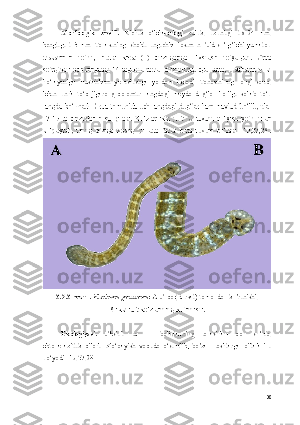 Morfologik   tavsifi.   Kichik   o‘lchamdagi   zuluk,   uzunligi   18-24   mm,
kengligi 1-3 mm. Tanasining   shakli  ingichka ipsimon. Old so‘rg‘ichi yumaloq
disksimon   bo‘lib,   huddi   krest   (+)   chizilganga   o‘xshash   bo‘yalgan.   Orqa
so‘rg‘ichi  och rangdagi  14 tagacha radial chiziqlarga ega katta, u substrat  yoki
ho‘jayiniga   mustahkam   yopishishga   yordam   beradi.   Tanasininng   rangi   sariq,
lekin   unda   to‘q   jigarang-qoramtir   rangdagi   mayda   dog‘lar   borligi   sabab   to‘q
rangda ko‘rinadi. Orqa tomonida och rangdagi dog‘lar ham mavjud bo‘lib, ular
17-19   ta   chiziqlar   hosil   qiladi.   Ko‘zlar   ikki   juft.   U   tuxum   qo‘yish   yo‘li   bilan
ko‘payadi,   uning   o‘ziga   xosligi   pillada   faqat   bitta   tuxum   bo‘ladi   [19,27,28].
3.2. 3 -rasm  .  Piscicola geometra : A- Orqa (dorsal) tomondan ko’rinishi,  
B- ikki juft ko’zlarining ko’rinishi.
Ekologiyasi.   Oksifil   tur.   U   baliqlarning   tanasidan   qon   so‘rib,
ektoparazitlik   qiladi.   Ko‘payish   vaqtida   o‘simlik,   ba’zan   toshlarga   pillalarini
qo‘yadi   [19,27,28].
38 