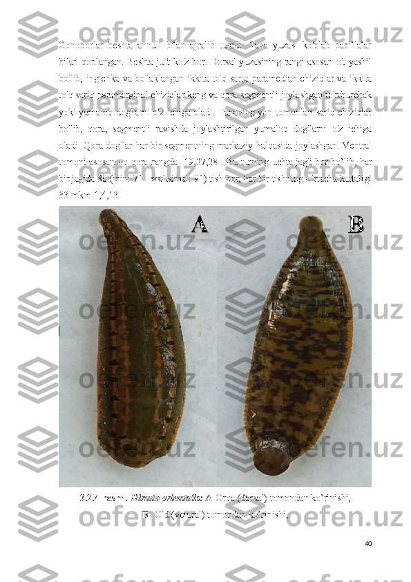 Gonoporlar   beshta   annuli   bilan   ajralib   turadi.   Tana   yuzasi   ko'plab   papillalar
bilan qoplangan. Beshta juft ko'z bor. Dorsal yuzasining rangi asosan o't-yashil
bo'lib, ingichka va bo'laklangan ikkita to'q sariq paramedian chiziqlar va ikkita
to'q sariq paramarginal chiziqlar keng va qora segmentli joylashgan to'rtburchak
yoki yumaloq dog'larni o'z ichiga oladi. Tananing yon tomonlari sariq chiziqlar
bo'lib,   qora,   segmentli   ravishda   joylashtirilgan   yumaloq   dog'larni   o'z   ichiga
oladi. Qora dog'lar har bir segmentning markaziy halqasida joylashgan. Ventral
tomoni asosan oq-qora rangda   [19,27,28].   Bu turning uchta jag'i bor   bo’lib, h ar
bir jag'da 80 (min: 71 - maksimal: 91) tish bor; har bir tishning o rtacha kattaligiʻ
33 mkm[1 , 4 ,13 ]
3.2. 4 -rasm  .  Hirudo orientalis:  A- Orqa (dorsal) tomondan ko’rinishi,  
B-  Old (ventral) tomondan ko’rinishi ,
40 