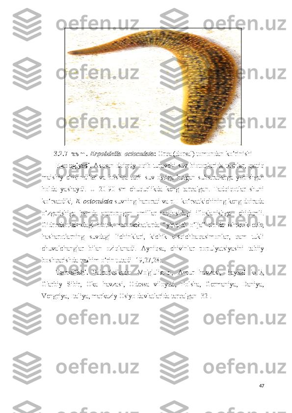 3.2. 7 -rasm  .  Erpobdella  octoculata :  Orqa (dorsal) tomondan ko’rinishi
Ekologiyasi.   Asosan  doimiy oqib turuvchi  suv  biotoplarida toshlar, qattiq
maishiy   chiqindilar   va   boshqa   turli   suv   ostiga   botgan   substratlarga   yopishgan
holda   yashaydi.   U   20-90   sm   chuqurlikda   keng   tarqalgan.   Tadqiqotlar   shuni
ko‘rsatdiki , E. octoculata   suvning harorati va pH-ko‘rsatkichining keng doirada
o‘zgarishiga   hamda   antropogen   omillar   natijasidagi   ifloslanishga     chidamli.
Gidroekotizimdagi   biotik   munosabatlarda   “yirtqich-o‘lja”   tipida   ishtirok   etib,
hasharotlarning   suvdagi   lichinklari,   kichik   qisqichbaqasimonlar,   qam   tukli
chuvalchanglar   bilan   oziqlanadi.   Ayniqsa,   chivinlar   populyatsiyasini   tabiiy
boshqarishda muhim o‘rin tutadi  [19,27,28].
Tarqalishi.   Palearktikada:   Mo'g'uliston,   Amur   havzasi,   Baykal   ko'li,
G'arbiy   Sibir,   Oka   havzasi,   Odessa   viloyati,   Polsha,   Germaniya,   Daniya,
Vengriya, Italiya, markaziy Osiyo davlatlarida tarqalgan  [32].
47 