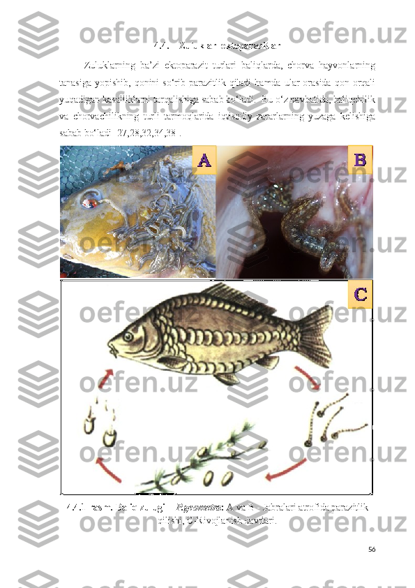 4.4. Zuluklar  ektoparazitlar
Zuluklarning   ba’zi   ektoparazit   turlari   baliqlarda,   chorva   hayvonlarning
tanasiga  yopishib,  qonini  so‘rib parazitlik  qiladi  hamda  ular   orasida  qon orqali
yuqadigan kasalliklarni tarqalishiga sabab bo‘ladi.  Bu o‘z navbatida, baliqchilik
va   chorvachilikning   turli   tarmoqlarida   iqtisodiy   zararlarning   yuzaga   kelishiga
sabab bo‘ladi [27,28,32,34,38]. 
4. 4 .1-rasm. Baliq zulugi –  P.geometra :  A va B - Jabralari atrofida parazitlik
qilishi, C- Rivojlanish davrlari .
56 