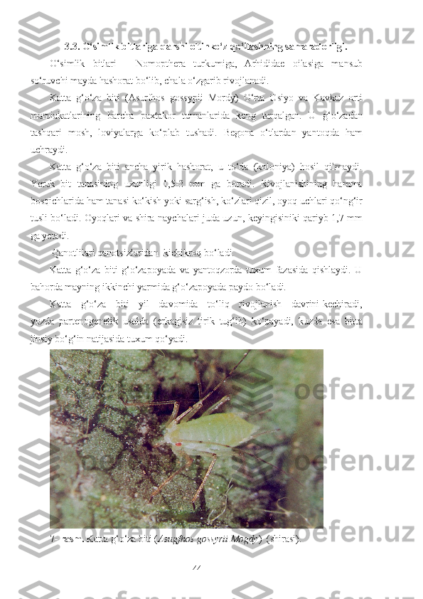 3.3. O‘simlik bitlariga qarshi oltinko‘z qo‘llashning samaradorligi.
O‘simlik   bitlari   -   Nomopthera   turkumiga,   Arhididae   oilasiga   mansub
so‘ruvchi mayda hashorat bo‘lib, chala o‘zgarib rivojlanadi.  
Katta   g‘o‘za   biti   (Asurfhos   gossypii   Mordy)   O‘rta   Osiyo   va   Kavkaz   orti
mamlakatlarining   barcha   paxtakor   tumanlarida   keng   tarqalgan.   U   g‘o‘zadan
tashqari   mosh,   loviyalarga   ko‘plab   tushadi.   Begona   o‘tlardan   yantoqda   ham
uchraydi.
Katta   g‘o‘za   biti   ancha   yirik   hashorat,   u   to‘da   (koloniya)   hosil   qilmaydi.
Yetuk   bit   tanasining   uzunligi   1,5-2   mm   ga   boradi.   Rivojlanishining   hamma
bosqichlarida ham tanasi ko‘kish yoki sarg‘ish, ko‘zlari qizil, oyoq uchlari qo‘ng‘ir
tusli bo‘ladi. Oyoqlari va shira naychalari juda uzun, keyingisiniki qariyb 1,7 mm
ga yetadi.
 Qanotlilari qanotsizlaridan  kichikroq bo‘ladi.
Katta   g‘o‘za   biti   g‘o‘zapoyada   va   yantoqzorda   tuxum   fazasida   qishlaydi.   U
bahorda mayning ikkinchi yarmida g‘o‘zapoyada paydo bo‘ladi.
Katta     g‘o‘za     biti     yil     davomida     to‘liq     rivojlanish     davrini kechiradi,
yozda   partenogenetik   usulda   (erkagisiz   tirik   tug‘ib)   ko‘payadi,   kuzda   esa   bitta
jinsiy bo‘g‘in natijasida tuxum qo‘yadi. 
7- rasm.  Katta g‘o‘za biti ( Asugfhos gossyrii Mogdy )  (shirasi).
44 