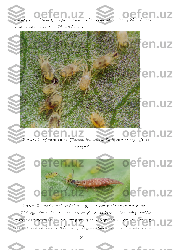 zararlangan   g‘o‘zalar   (himoya   choralari   ko‘rilmaganda)   hosilning   50-60%   ini,
avgustda tushganida esa 2-6% ni yo‘qotadi.
8- rasm. O‘rgimchakkana   ( Tetranushus urticae Kosh )  zararlangan g‘o‘za
barglari
9-rasm. Oltinko‘z lichinkasining o‘rgimchakkana bilan oziqlanayotgani. 
G‘o‘zaga   o‘tadi.   Shu   boisdan   dastlab   g‘o‘za   va   boshqa   ekinlarning   chekka
tomondagilari zararlanadi. Dalalarning yo‘l yoqalaridagi uchastkalari kanadan eng
ko‘p   shikastlanadi.   Chunki   yo‘l   changi   o‘rgimchakkana   iplariga   o‘rnashib   ularni
50 