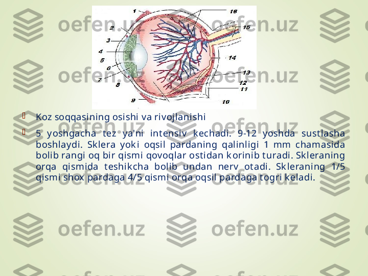 
Koz soqqasi ni ng osishi v a riv ojlani shi 

5  y oshgacha  t еz  y a'ni   int еnsiv   k еchadi.  9-12  y oshda  sust lasha 
boshlay di.  Sk lеra  y ok i   oqsil  pardaning  qalinli gi  1  mm  chamasida 
bolib rangi  oq bi r qismi qov oqlar ost idan k orinib t uradi. Sk lеraning 
orqa  qismi da  t еshik cha  boli b  undan  nеrv   ot adi.  Sk l еrani ng  1/5 
qismi shox  pardaga 4/5 qismi orqa oqsi l pardaga t ogri k еl adi. 