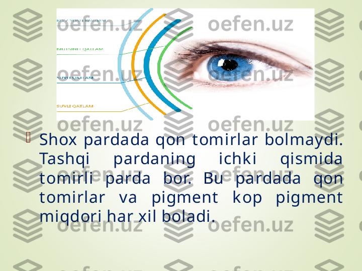 
Shox  pardada  qon  t omirlar  bolmay di. 
Tashqi  pardaning  ichk i  qismida 
t omirli  parda  bor.  Bu  pardada  qon 
t omirlar  v a  pigmеnt   k op  pigmеnt  
miqdori har xil boladi.  