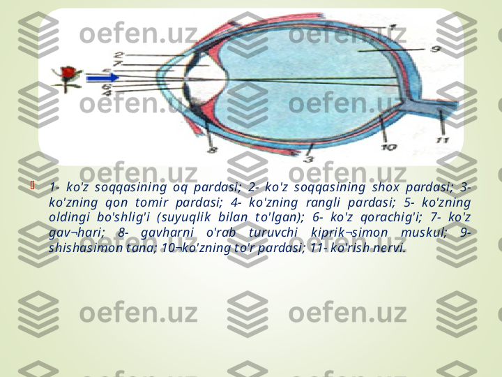 
1-  k o'z  soqqasining  oq  pardasi;  2-  k o'z  soqqasining  shox  pardasi;  3- 
ko'zning  qon  t omir  pardasi;  4-  k o'zning  rangli  pardasi;  5-  ko'zning 
oldingi  bo'shlig'i  (suyuqlik   bilan  t o'lgan);  6-  ko'z  qorachig'i;  7-  k o'z 
gav¬hari;  8-  gavharni  o'rab  t uruvchi  k iprik ¬simon  musk ul;  9- 
shishasimon t ana; 10¬ko'zning t o'r pardasi; 11- k o'rish ne rvi.   