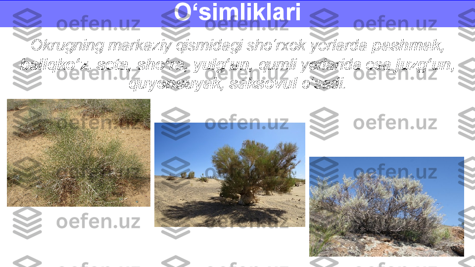 Okrugning markaziy qismidagi sho‘rxok yerlarda  pashmak, 
baliqko‘z, seta, sho‘ra, yulg‘un,  qumli yerlarida esa  juzg‘un, 
quyonsuyak, saksovul  o‘sadi.O‘simliklari 