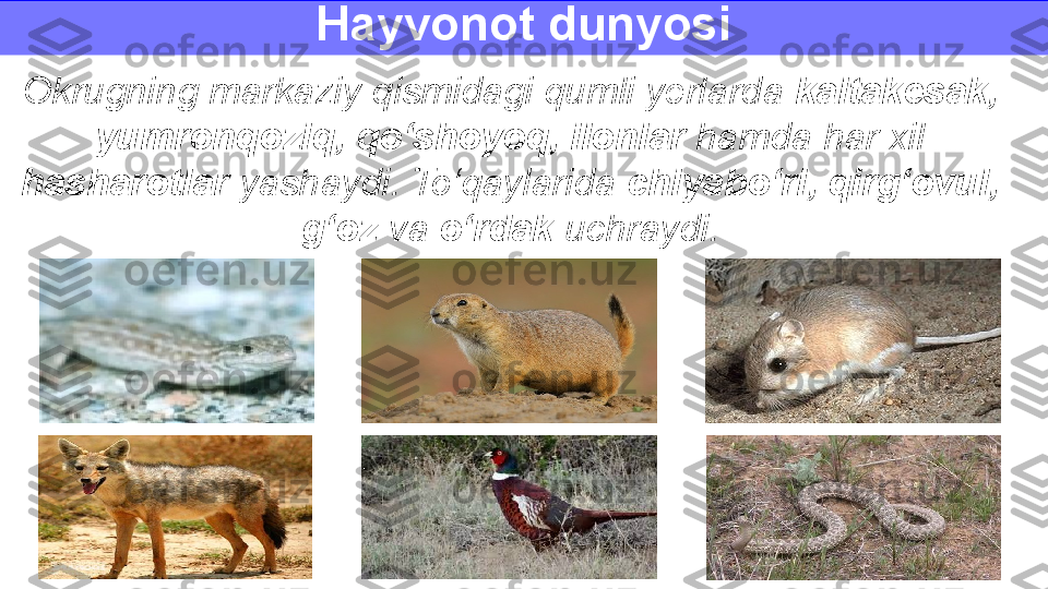 Hayvonot dunyosi
Okrugning markaziy qismidagi qumli yerlarda  kaltakesak,
yumronqoziq, qo‘shoyoq, ilonlar  hamda har xil 
hasharotlar  yashaydi. To‘qaylarida  chiyabo‘ri, qirg‘ovul, 
g‘oz  va  o‘rdak  uchraydi. 