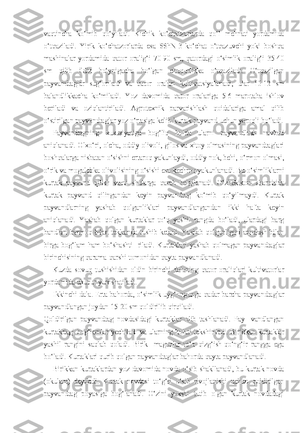 vaqtincha   ko‘mib   qo‘yiladi.   Kichik   ko‘chatzorlarda   qo‘l   mehnati   yordamida
o‘tqaziladi.   Yirik   ko‘chatzorlarda   esa   SShN-3   ko‘chat   o‘tqazuvchi   yoki   boshqa
mashinalar   yordamida   qator   oralig‘i   70-90   sm,   qatordagi   o‘simlik   oralig‘i   35-40
sm   qilib   ildiz   bo‘ynigacha   bo‘lgan   chuqurlikka   o‘tqaziladi.   O‘tqazilgan
payvandtaglar   sug‘oriladi   va   qator   oralari   kultivatsiyalanadi,   ular   10-12   sm
balandlikkacha   ko‘miladi.   Yoz   davomida   qator   oralariga   5-6   marotaba   ishlov
beriladi   va   oziqlantiriladi.   Agrotexnik   parvarishlash   qoidalariga   amal   qilib
o‘stirilgan payvandtaglar yoz o‘rtasiga kelib kurtak payvand uchun yaroqli bo‘ladi.
Payvandtagning   xususiyatiga   bog‘liq   holda   ularni   payvandlash   navbati
aniqlanadi. Olxo‘ri, olcha, oddiy olivoli, gilos va xitoy olmasining payvandtaglari
boshqalarga nisbatan o‘sishni ertaroq yakunlaydi, oddiy nok, behi, o‘rmon olmasi,
o‘rik va mogalebka olivolisining o‘sishi esa kechroq yakunlanadi. Bu o‘simliklarni
kurtak   payvand   qilish   vaqti   shularga   qarab   belgilanadi.   O‘zbekiston   sharoitida
kurtak   payvand   qilingandan   keyin   payvandtag   ko‘mib   qo‘yilmaydi.   Kurtak
payvandlarning   yashab   qolganliklari   payvandlangandan   ikki   hafta   keyin
aniqlanadi.   Yashab   qolgan   kurtaklar   to‘q   yashil   rangda   bo‘ladi,   ulardagi   barg
bandlari  barmoq bilan tekkanda  tushib ketadi. Yashab  qolganligini  aniqlash bilan
birga   bog‘lam   ham   bo‘shashti-   riladi.   Kurtaklari   yashab   qolmagan   payvandtaglar
birinchisining qarama-qarshi tomonidan qayta payvandlanadi.
Kuzda   sovuq   tushishidan   oldin   birinchi   dalaning   qator   oraliqlari   kultivatorlar
yordamida chuqur yumshatiladi.
Ikkinchi dala. Erta bahorda, o‘simlik uyg‘ongunga qadar barcha payvandtaglar
payvandlangan joydan 15-20 sm qoldirilib qirqiladi.
Qoldirilgan   payvandtag   novdasidagi   kurtaklar   olib   tashlanadi.   Pay-   vandlangan
kurtakdagi bog‘lamlar yechiladi va ularning holati tekshiriladi. Birikkan kurtaklar
yashil   rangini   saqlab   qoladi.   Birik-   maganlar   to‘q   qizg‘ish-qo‘ng‘ir   rangga   ega
bo‘ladi. Kurtaklari qurib qolgan payvandtaglar bahorda qayta payvandlanadi.
Birikkan kurtaklardan yoz davomida novda o‘sib shakllanadi, bu kurtak novda
(okulant)   deyiladi.   Kurtak   novdasi   to‘g‘ri   o‘sib   rivojlanishi   uchun   qoldirilgan
payvandtag   poyasiga   bog‘lanadi.   O‘zini   yaxshi   tutib   olgan   kurtak   novdadagi 